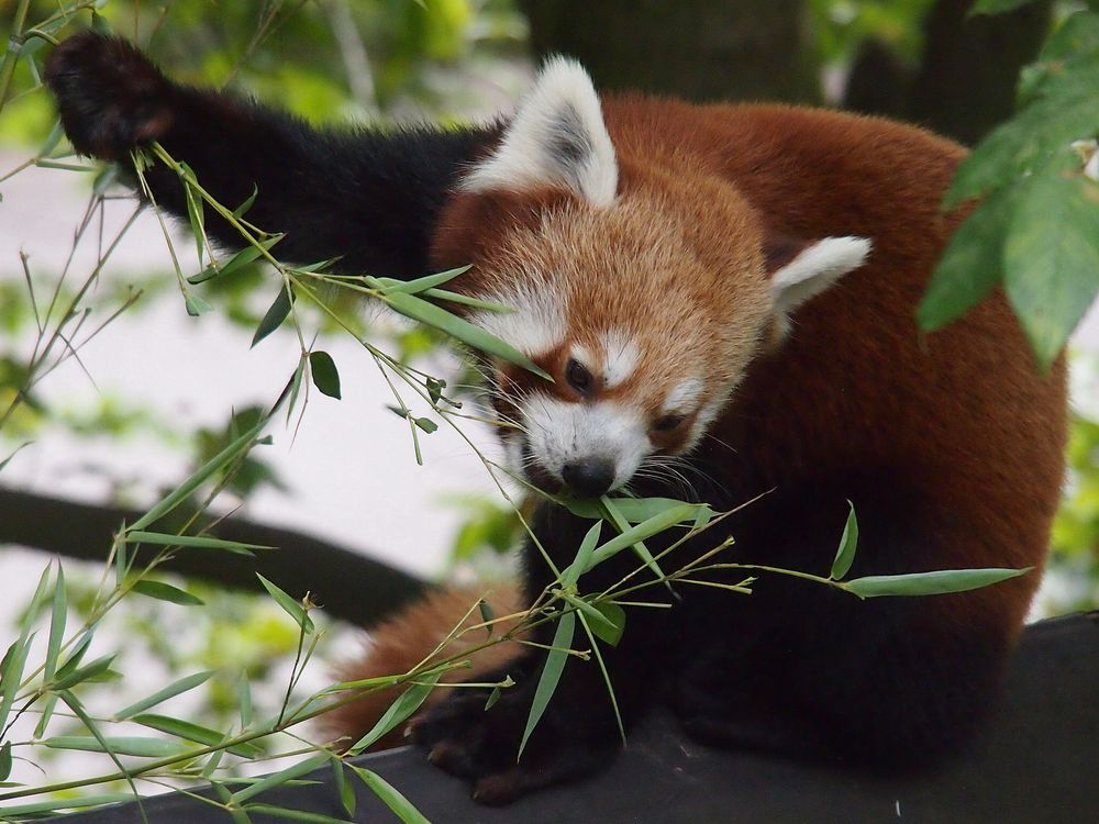 Kleiner Pandabär