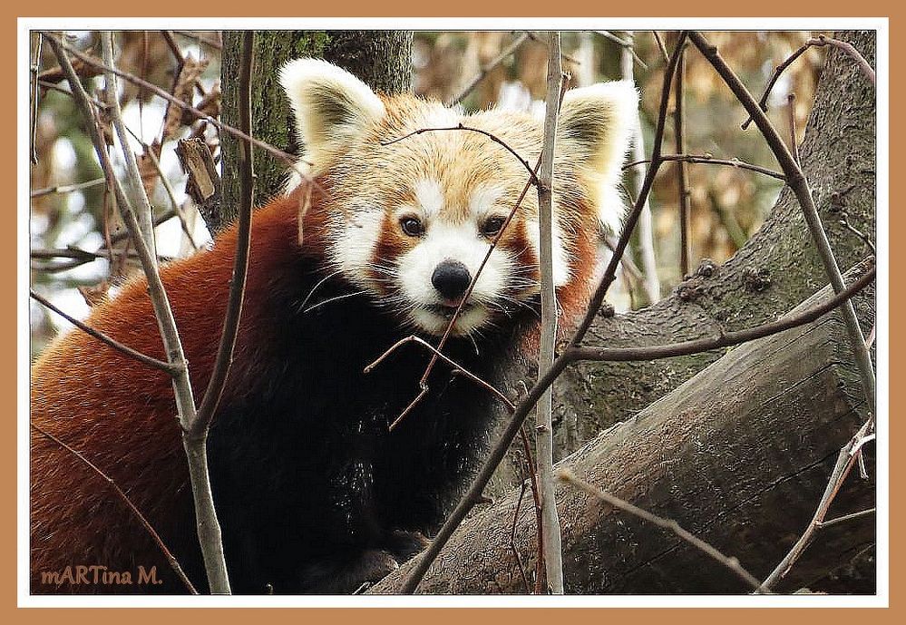 Kleiner Pandabär