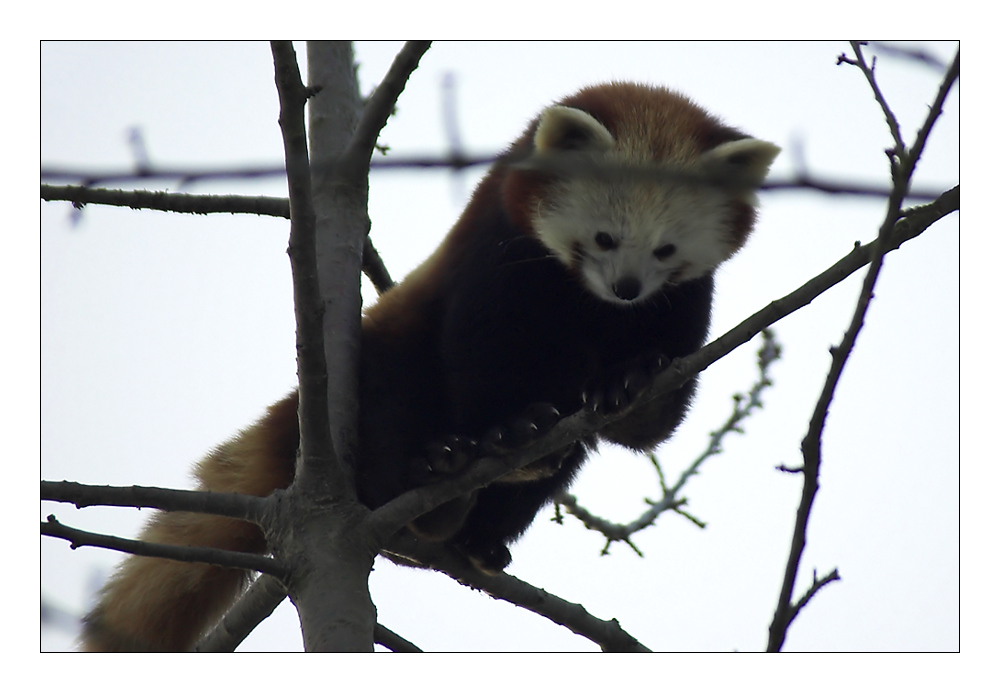 Kleiner Pandabär