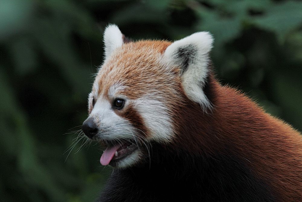 Kleiner Pandabär