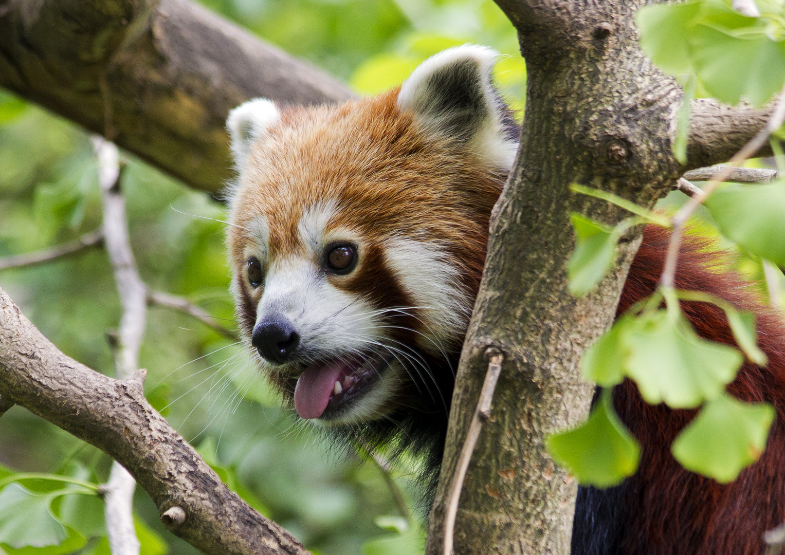 Kleiner Pandabär