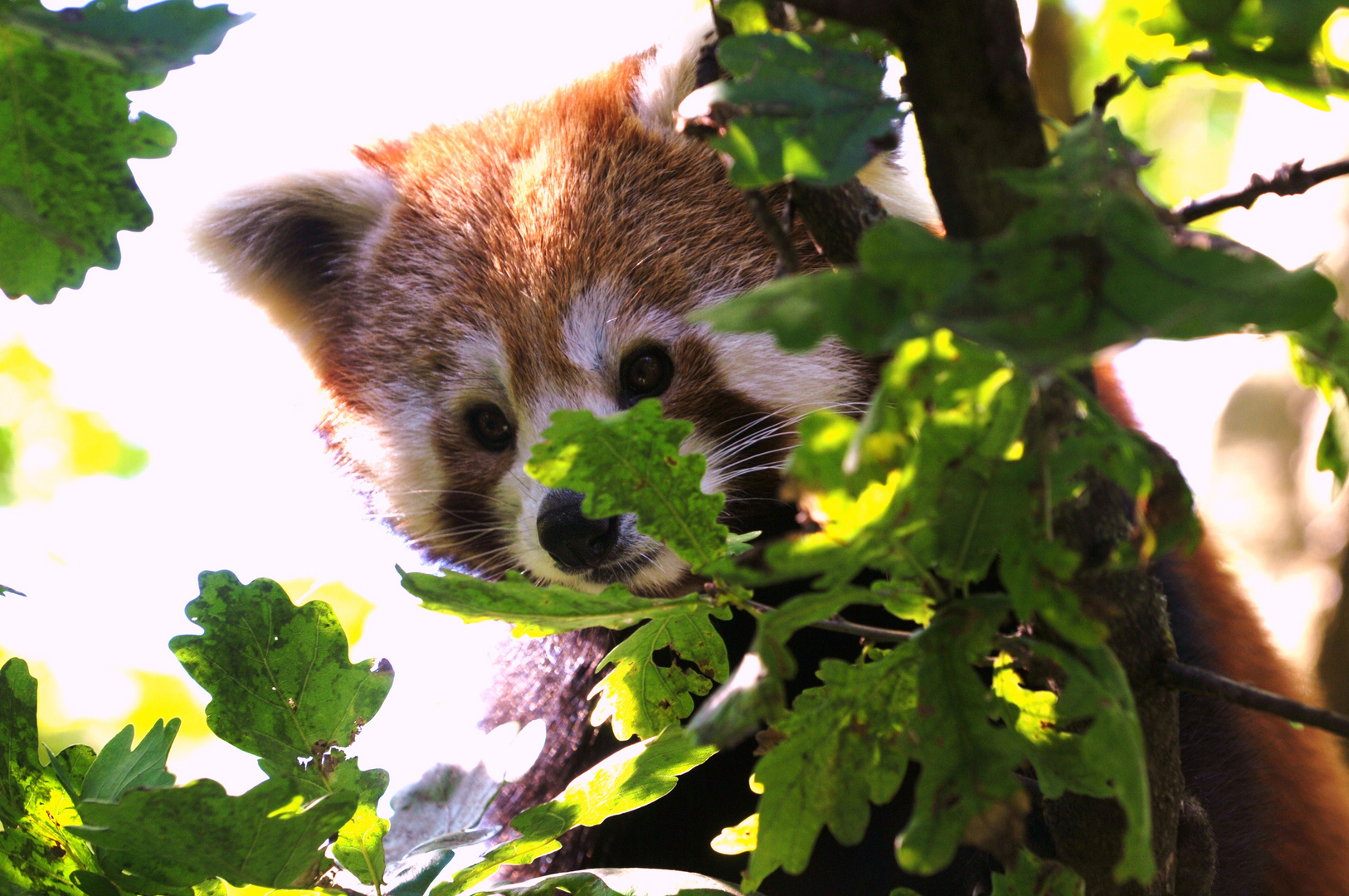 kleiner Pandabär