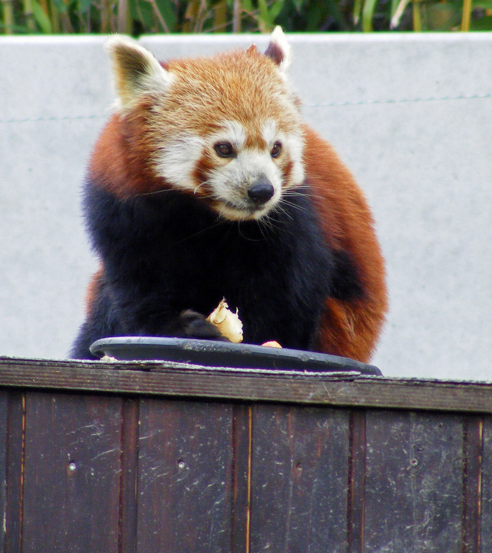 Kleiner Pandabär