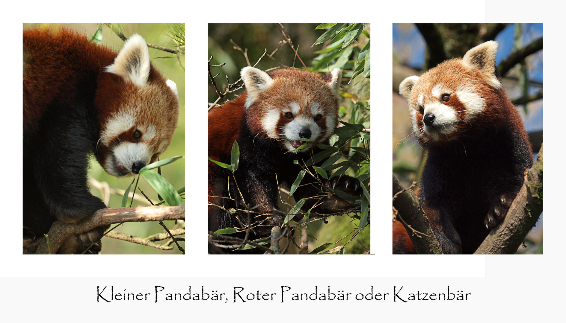 Kleiner Pandabär