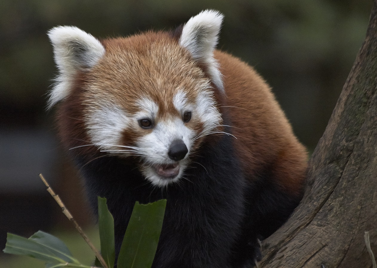 Kleiner Pandabär