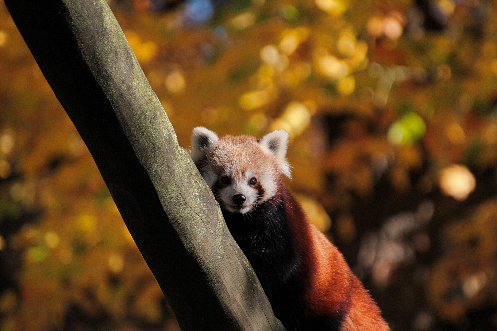 Kleiner Pandabär