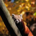 Kleiner Pandabär
