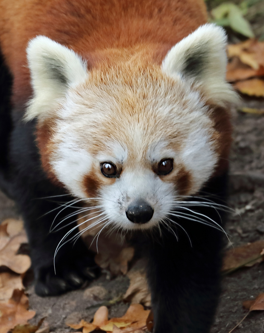 Kleiner Pandabär - Front - Porträt