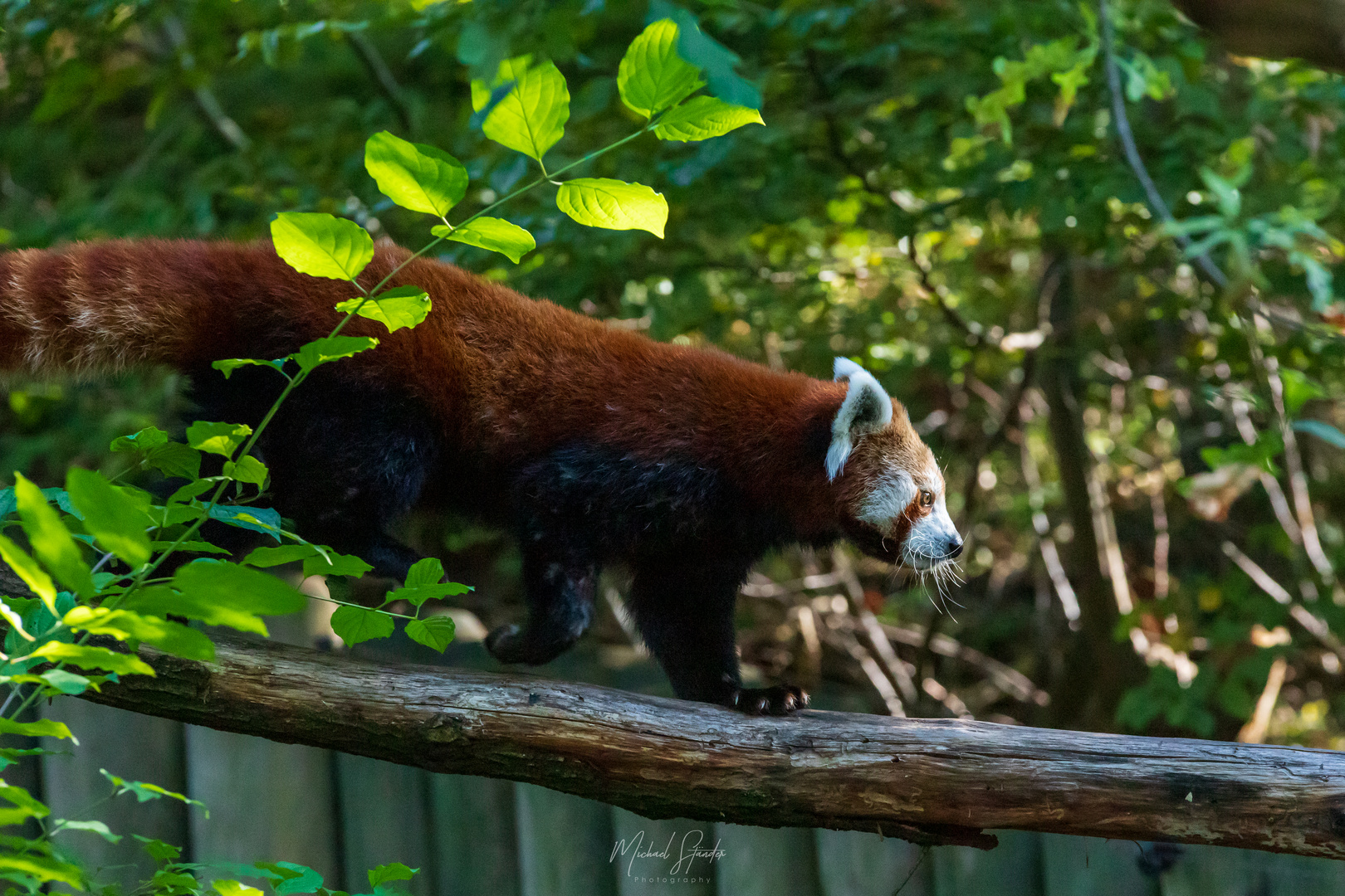 Kleiner Pandabär / Red Panda / Ailurus fulgens