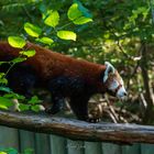 Kleiner Pandabär / Red Panda / Ailurus fulgens