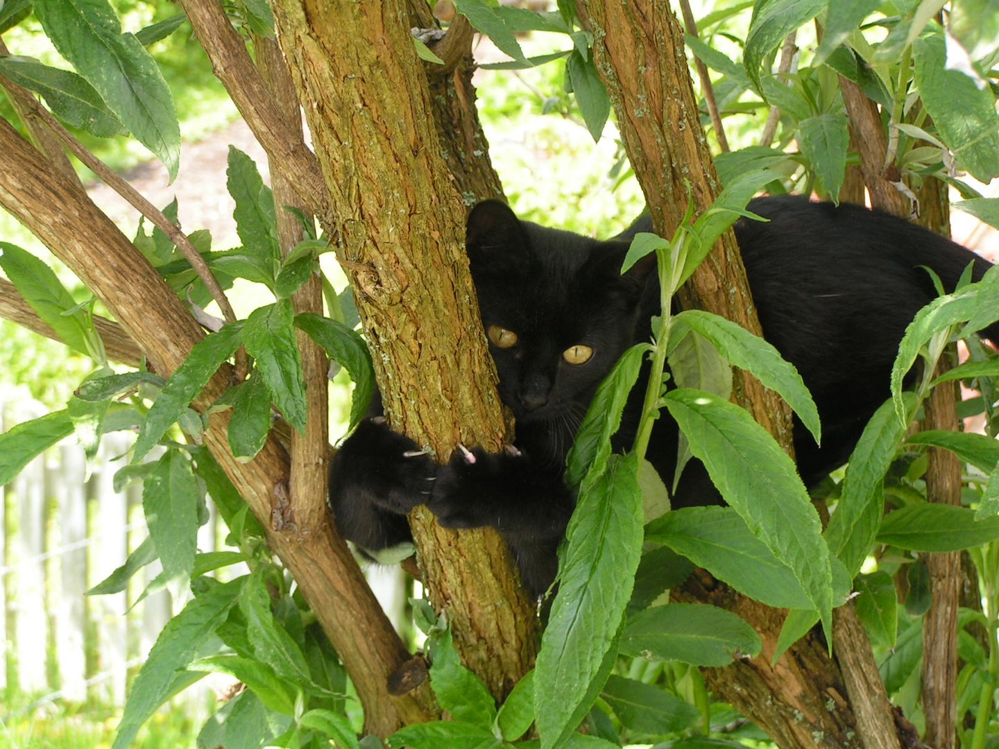 kleiner Panther auf der Lauer