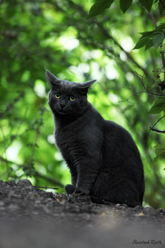 Kleiner Panther Foto & Bild | tiere, haustiere, katzen Bilder auf