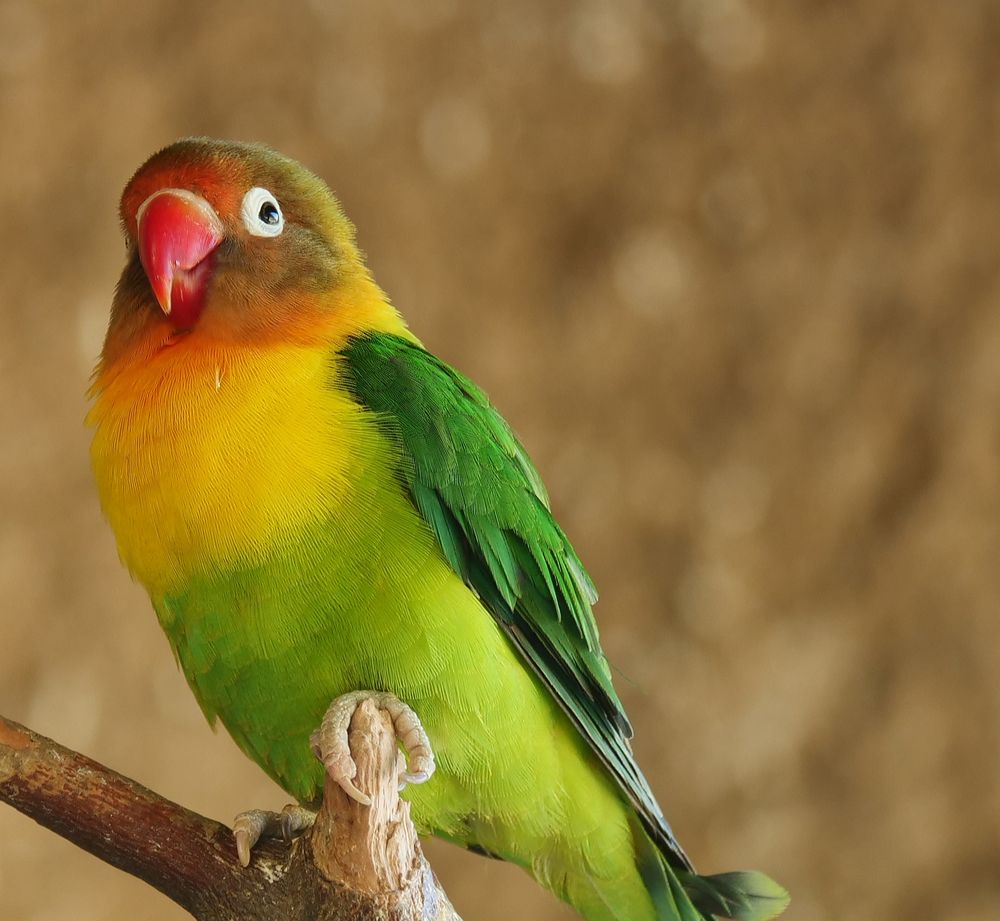 Kleiner Papagei Foto & Bild | tiere, zoo, wildpark & falknerei, vögel
