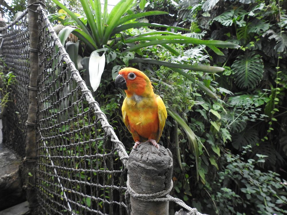 kleiner Papagei Foto & Bild | tiere, zoo, wildpark & falknerei, vögel