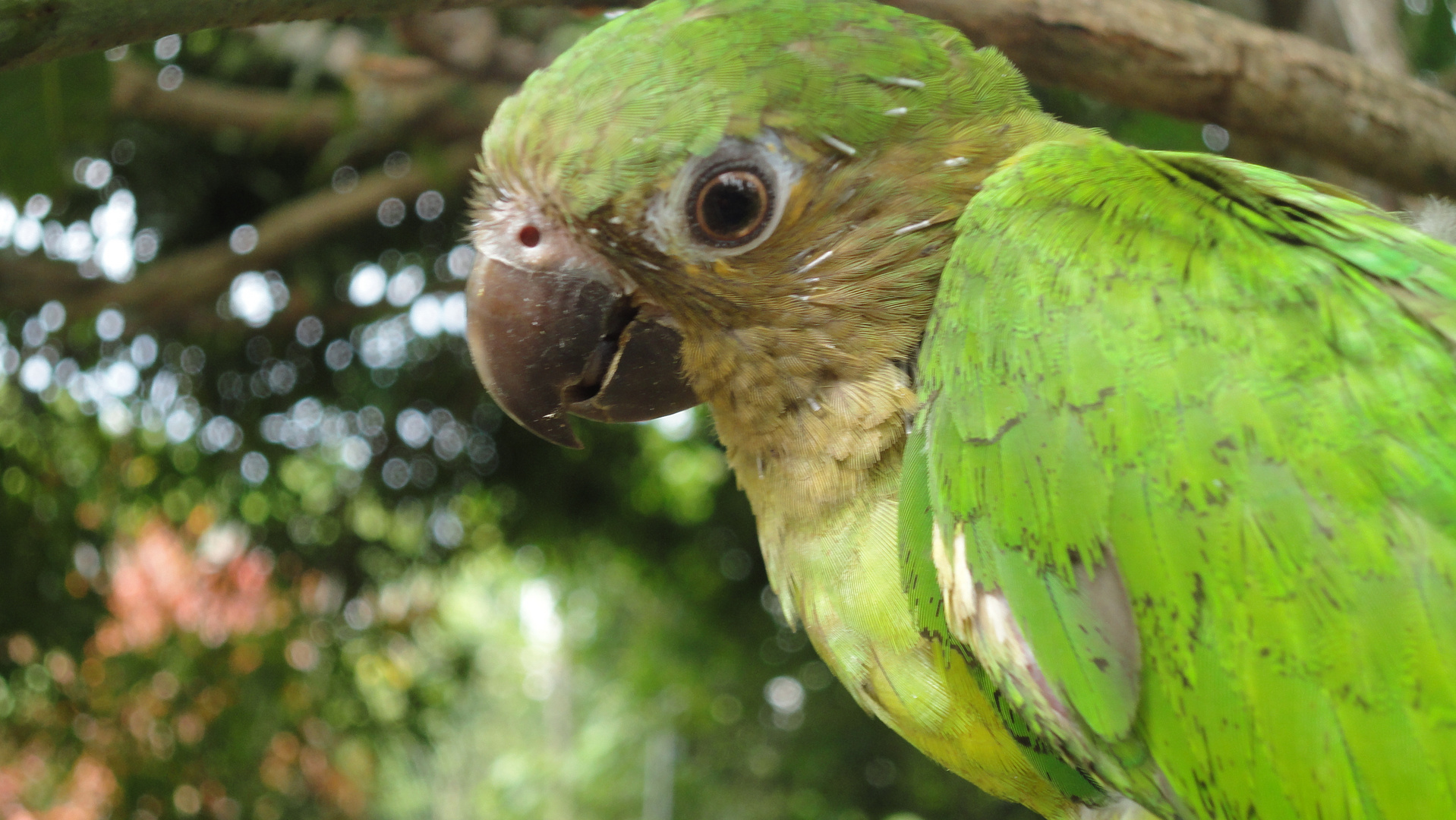 kleiner Papagei im Garten Foto & Bild | anfängerecke - nachgefragt