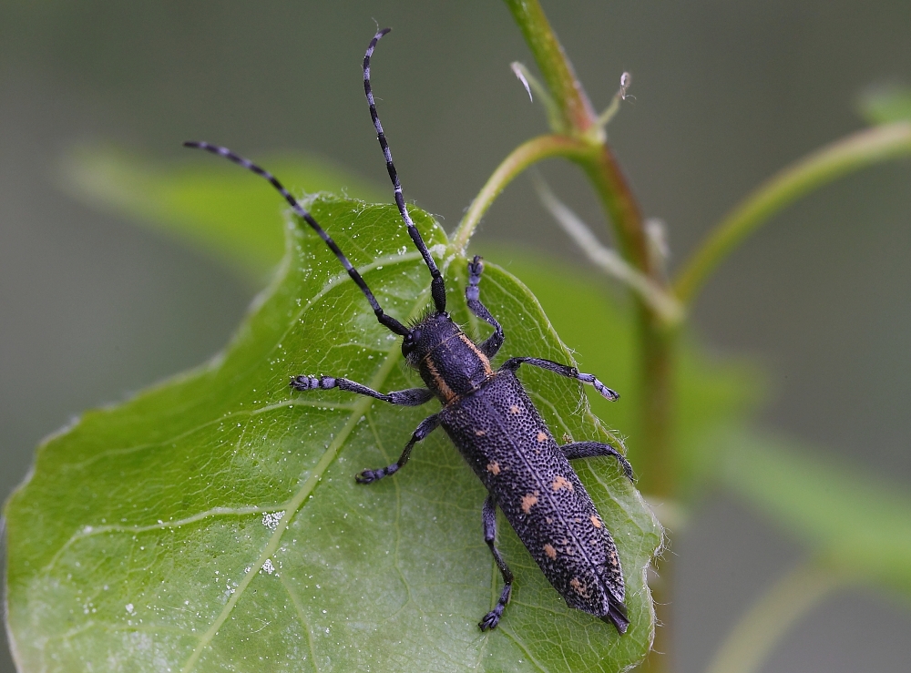 Kleiner Pappelbock (Saperda populnea)