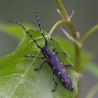 Kleiner Pappelbock (Saperda populnea)