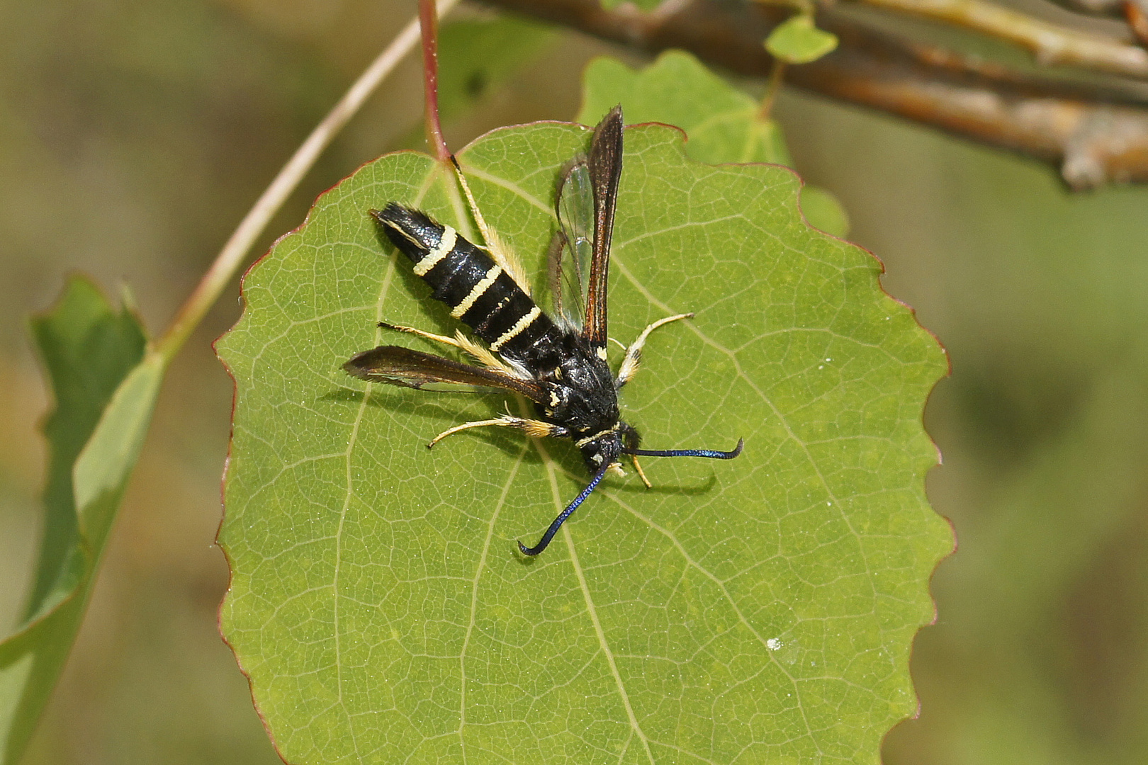 Kleiner Pappelglasflügler (Paranthrene tabaniformis)