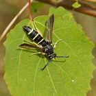 Kleiner Pappelglasflügler (Paranthrene tabaniformis)