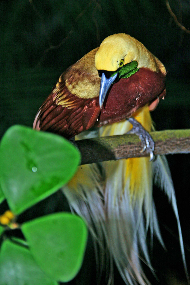 kleiner Paradiesvogel Foto &amp; Bild | tiere, zoo, wildpark &amp; falknerei ...