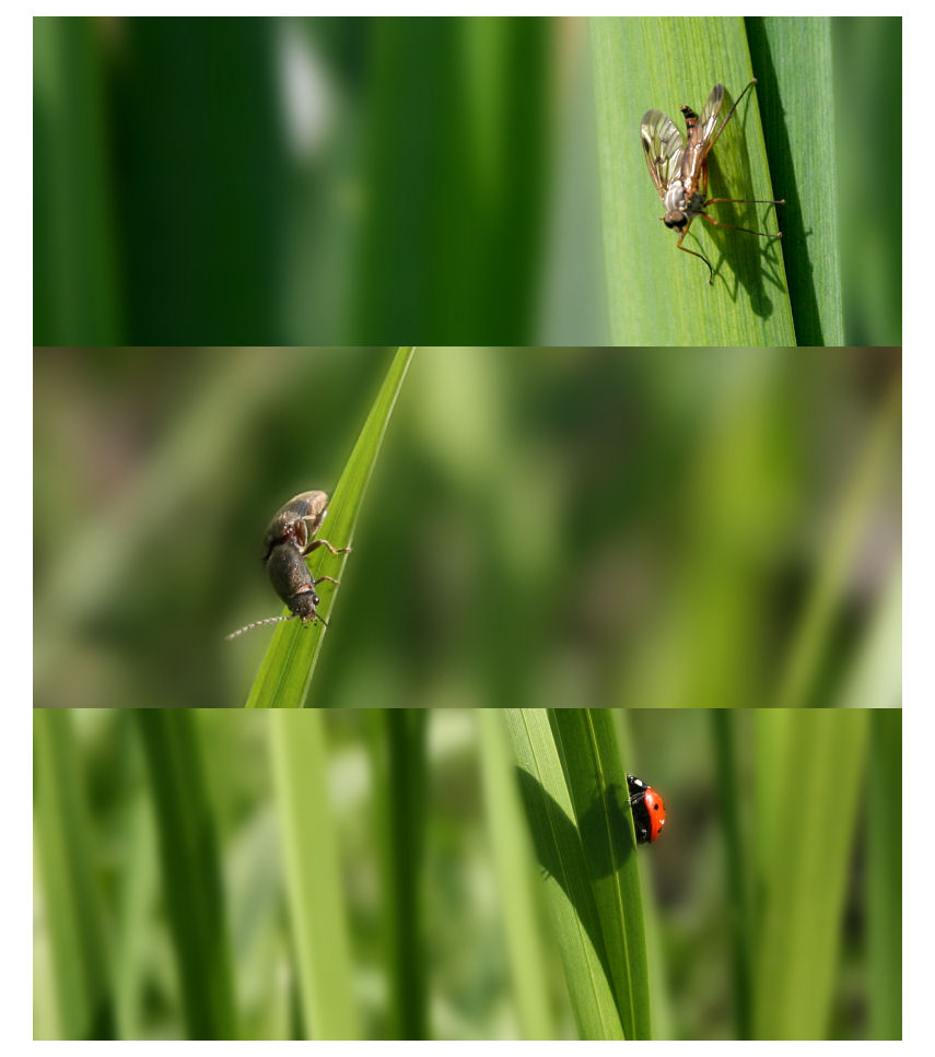 Kleiner Park Besuch