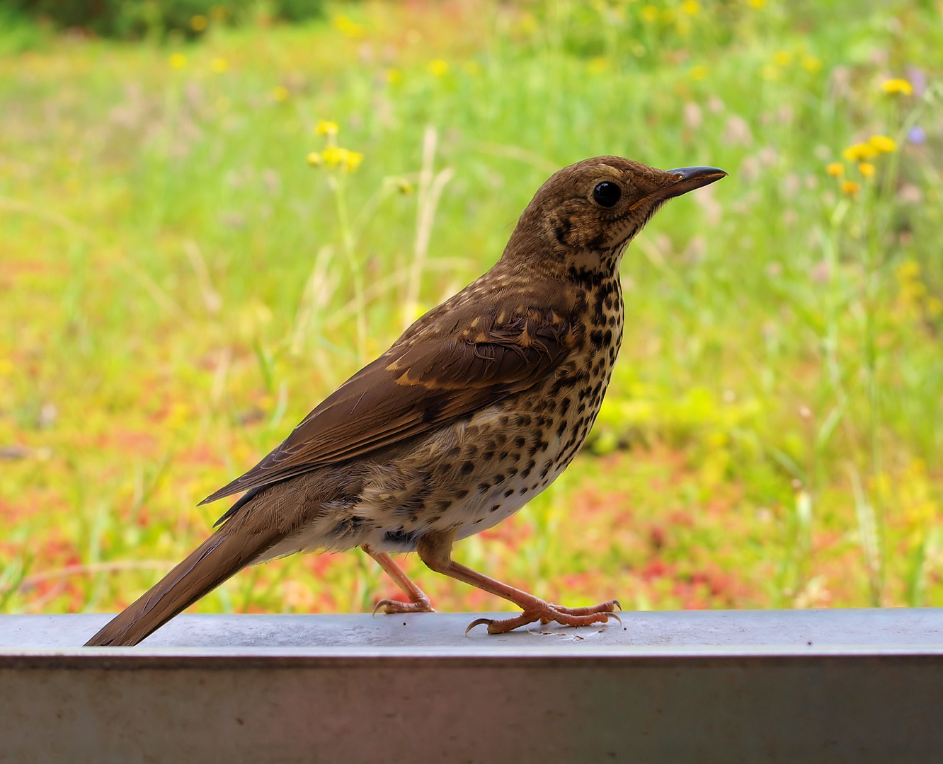 Kleiner Pechvogel