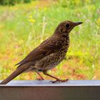 Kleiner Pechvogel