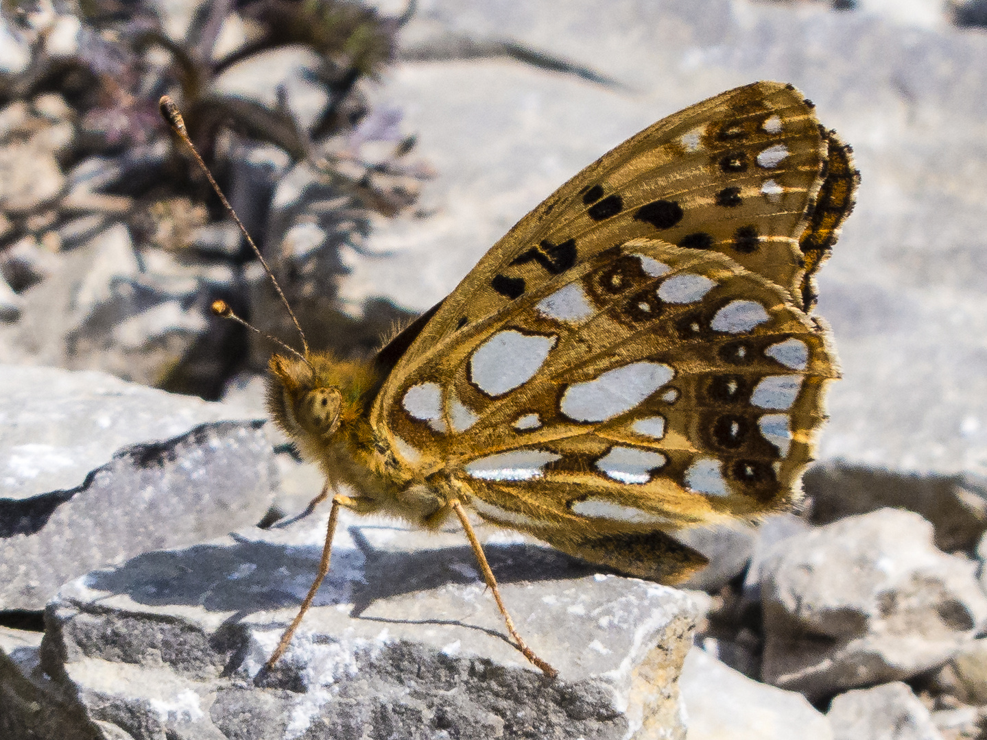 Kleiner Perlmuterfalter (Issoria lathonia)