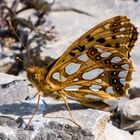 Kleiner Perlmuterfalter (Issoria lathonia)