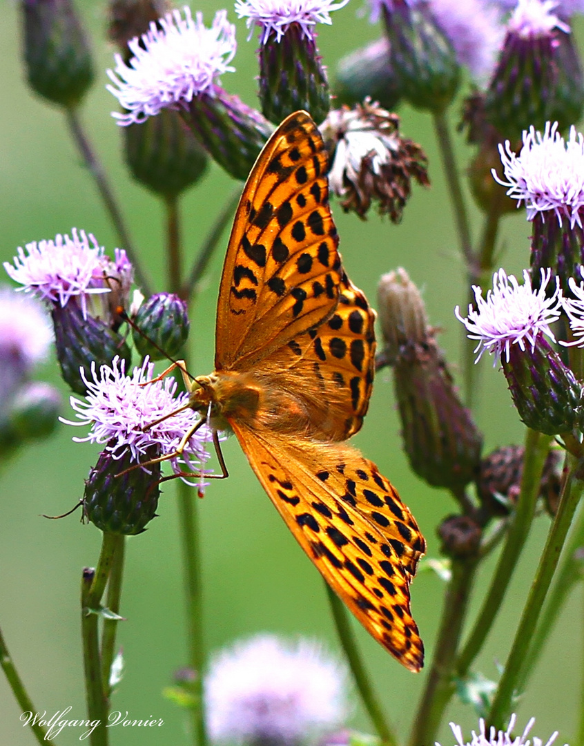 Kleiner Perlmutfalter, Argynnis lathonia