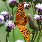 Kleiner Perlmutfalter, Argynnis lathonia