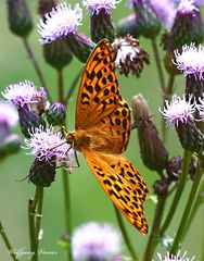 Kleiner Perlmutfalter, Argynnis lathonia