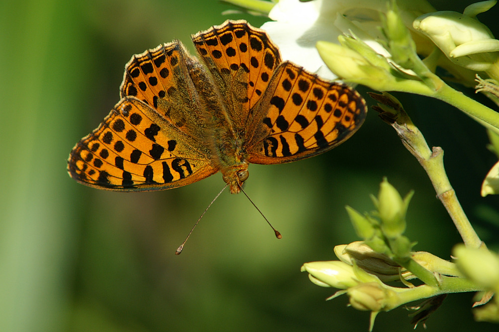 Kleiner Perlmutfalter (Issoria lathonia)