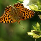 Kleiner Perlmutfalter (Issoria lathonia)