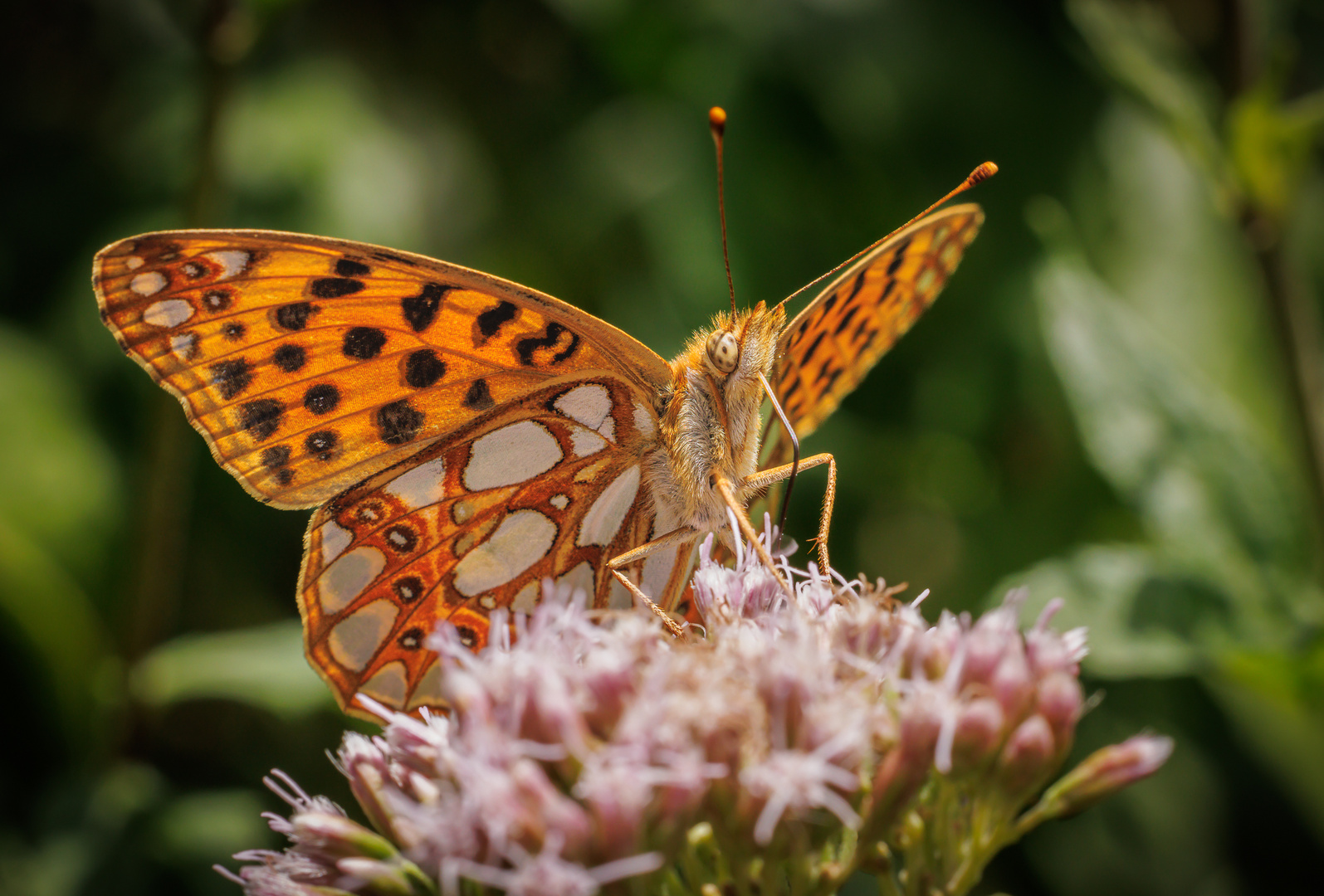 Kleiner Perlmutfalter (Issoria lathonia)