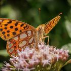 Kleiner Perlmutfalter (Issoria lathonia)