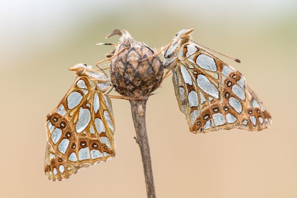 Kleiner Perlmutterfalter