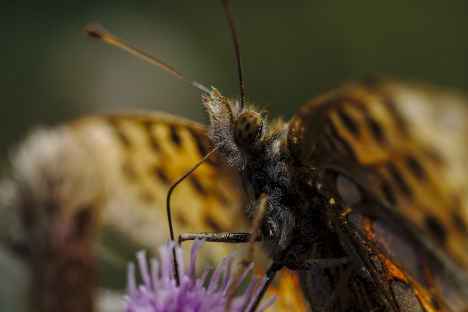  Kleiner Perlmutterfalter 