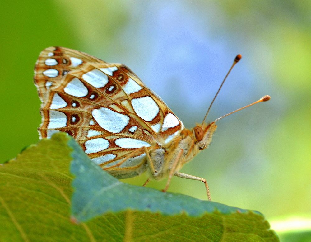 kleiner perlmutterfalter