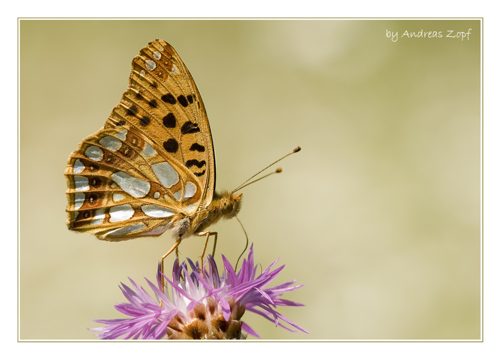 Kleiner Perlmutterfalter - Argynnis lathonia