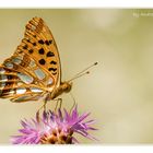 Kleiner Perlmutterfalter - Argynnis lathonia