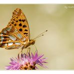 Kleiner Perlmutterfalter - Argynnis lathonia