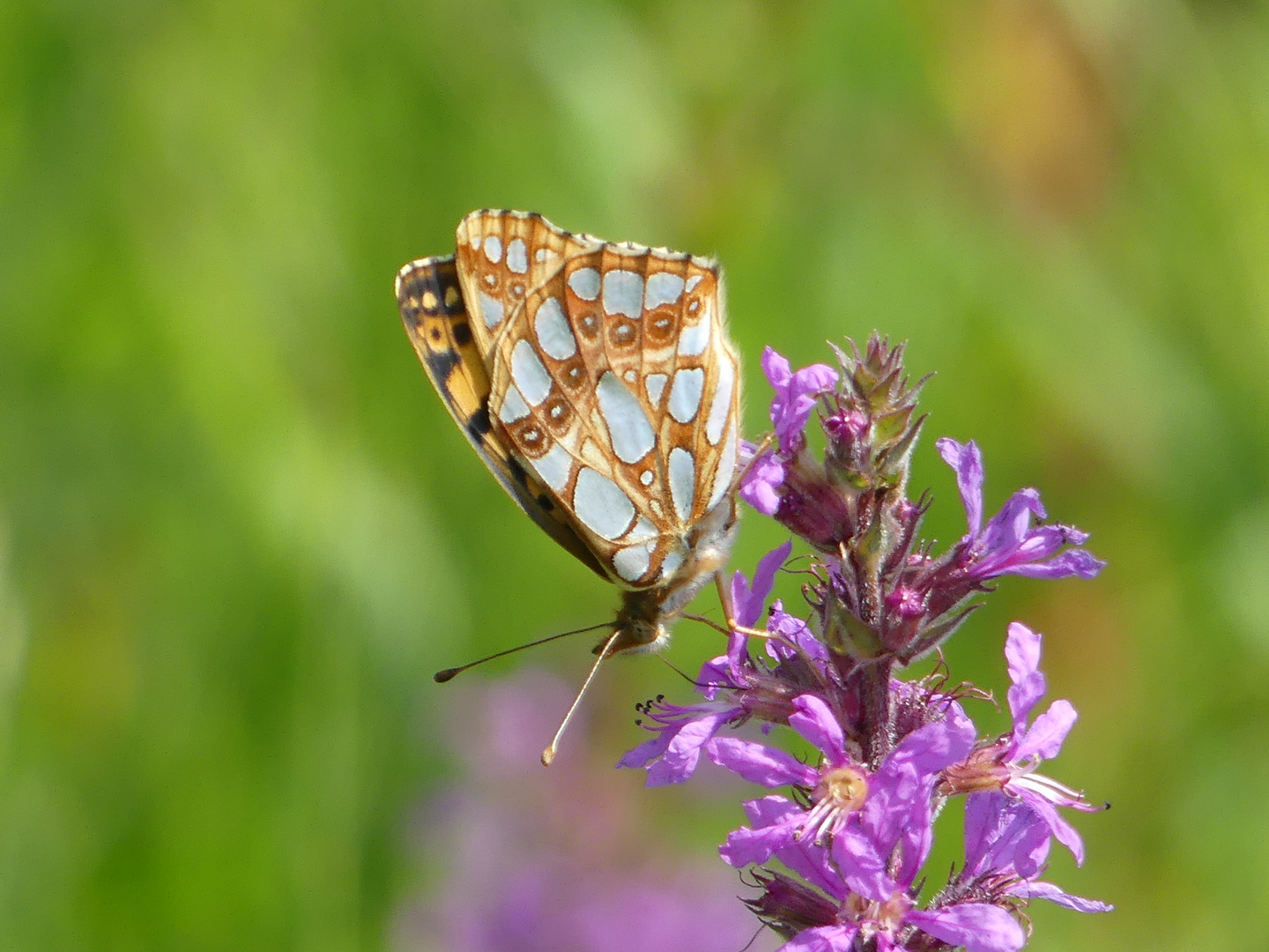 Kleiner Perlmutterfalter auf einer Wiesenblume