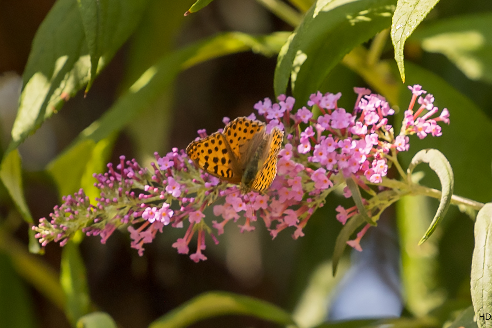 Kleiner Perlmutterfalter auf Sommerflieder