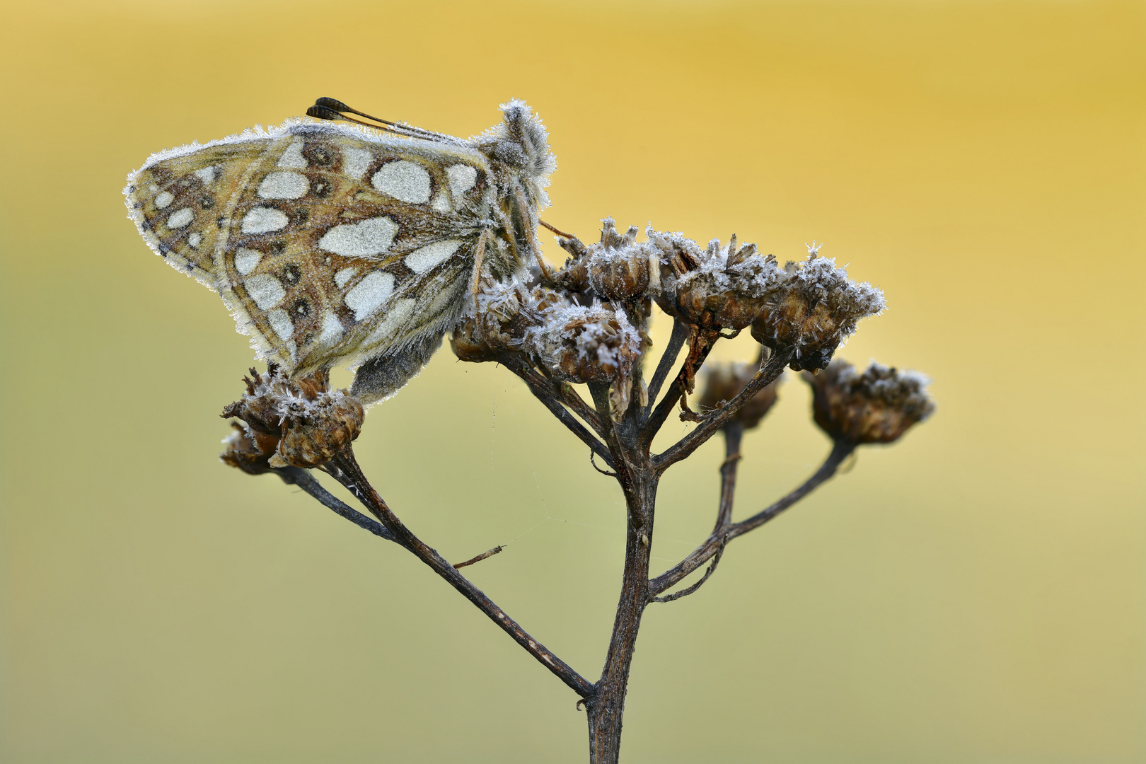 kleiner Perlmutterfalter eingefroren 