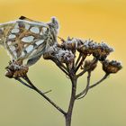 kleiner Perlmutterfalter eingefroren 