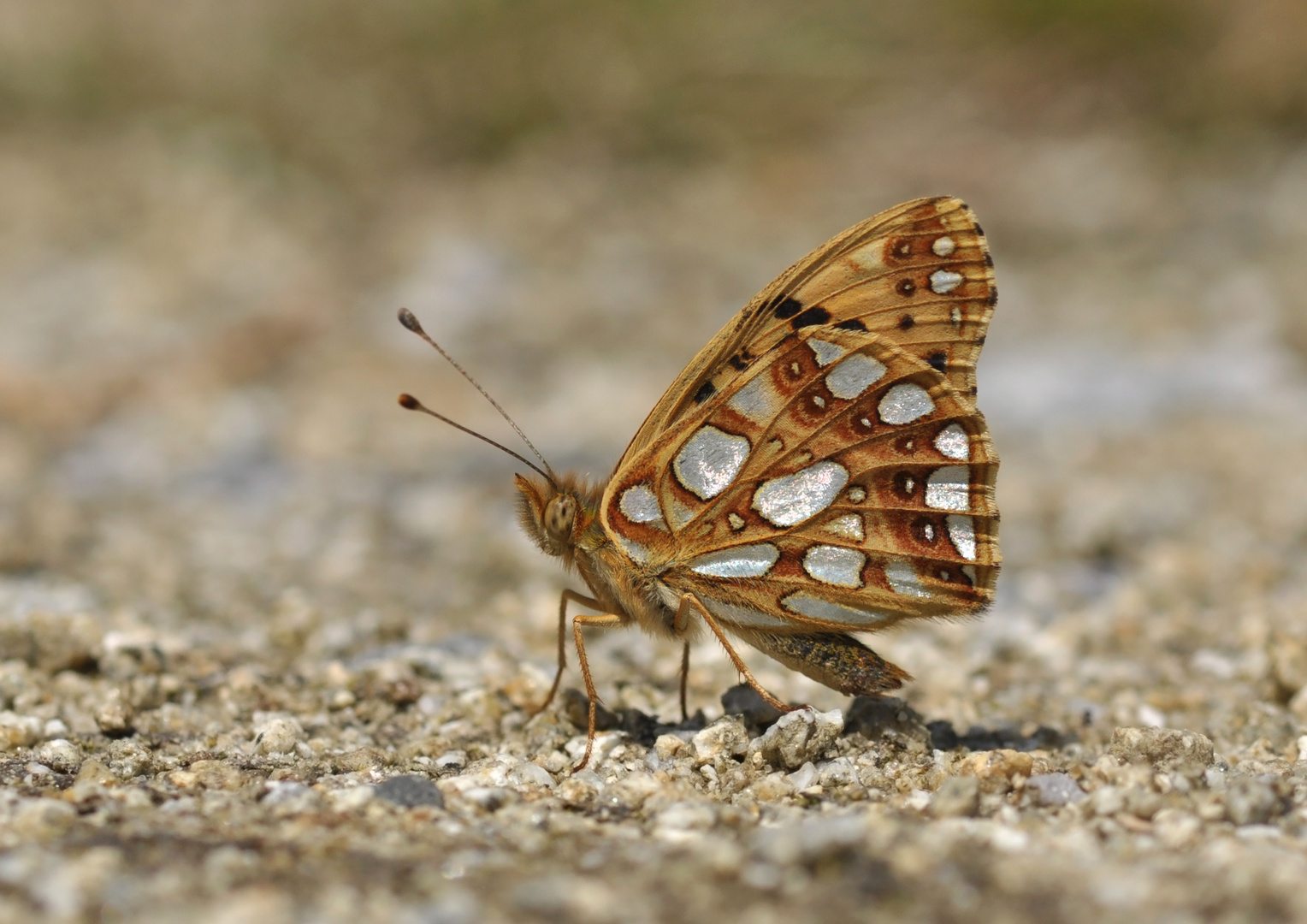 Kleiner Perlmutterfalter