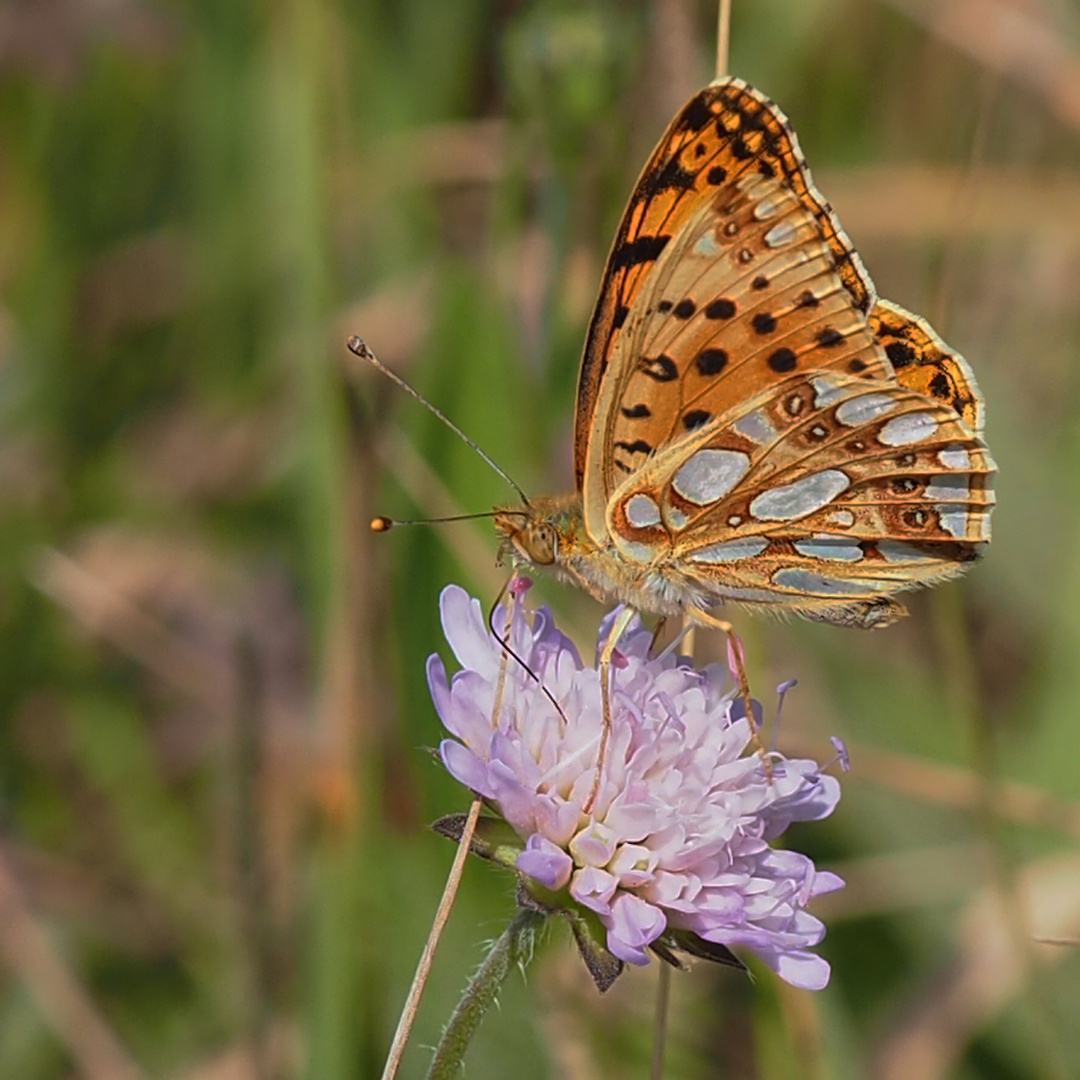 Kleiner Perlmutterfalter (Issaria lathonia)