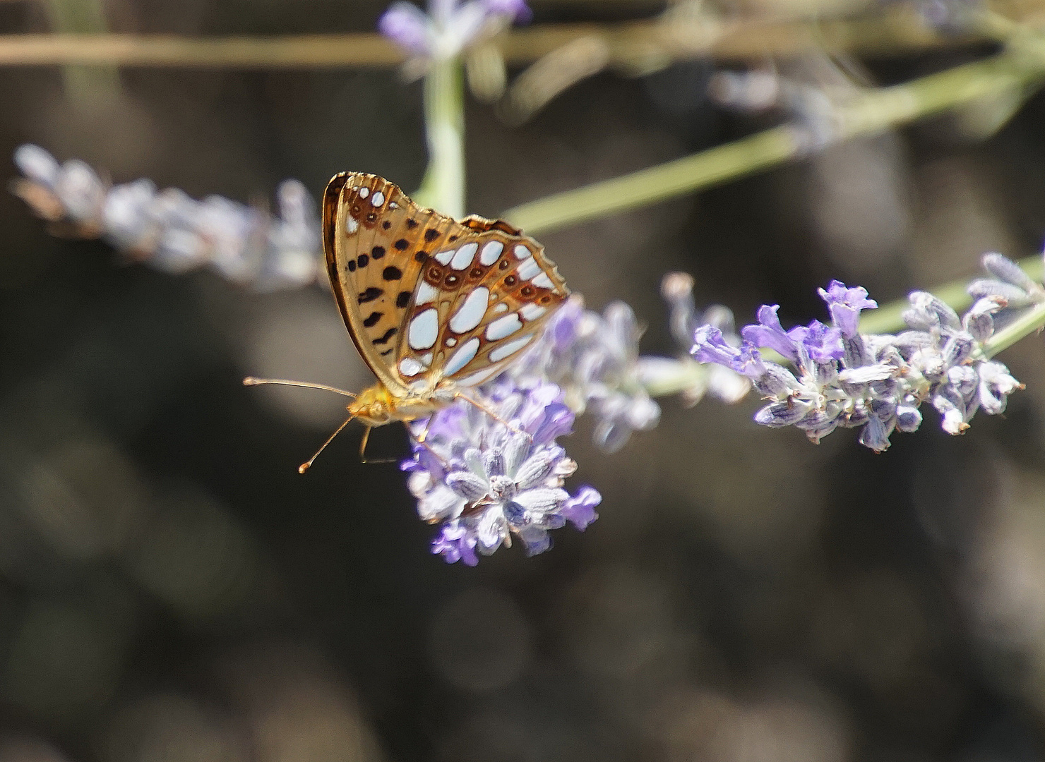 Kleiner Perlmutterfalter (Issoria / Argynnis lathonia)