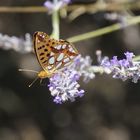 Kleiner Perlmutterfalter (Issoria / Argynnis lathonia)